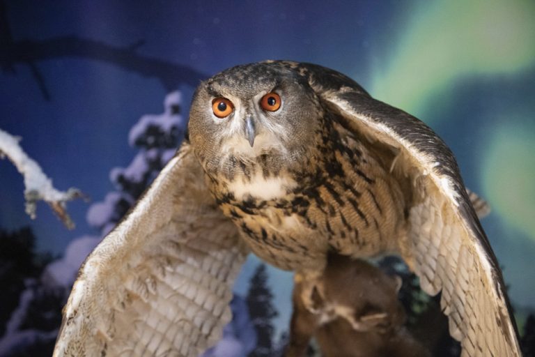 Pöllö lentää hämärässä talvimaisemassa. Kuvan pöllö ei ole oikea, vaan täytetty. Se on osa Oulun yliopiston eläinmuseon kokoelmaa.